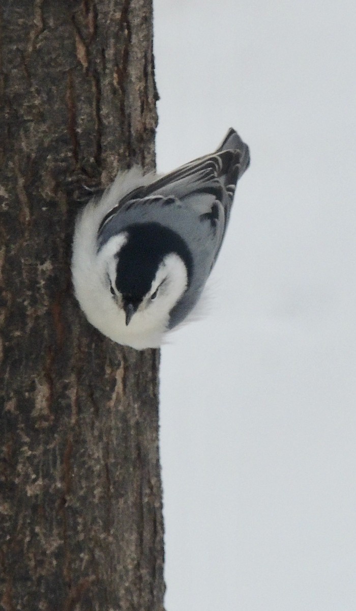 White-breasted Nuthatch - ML620876560