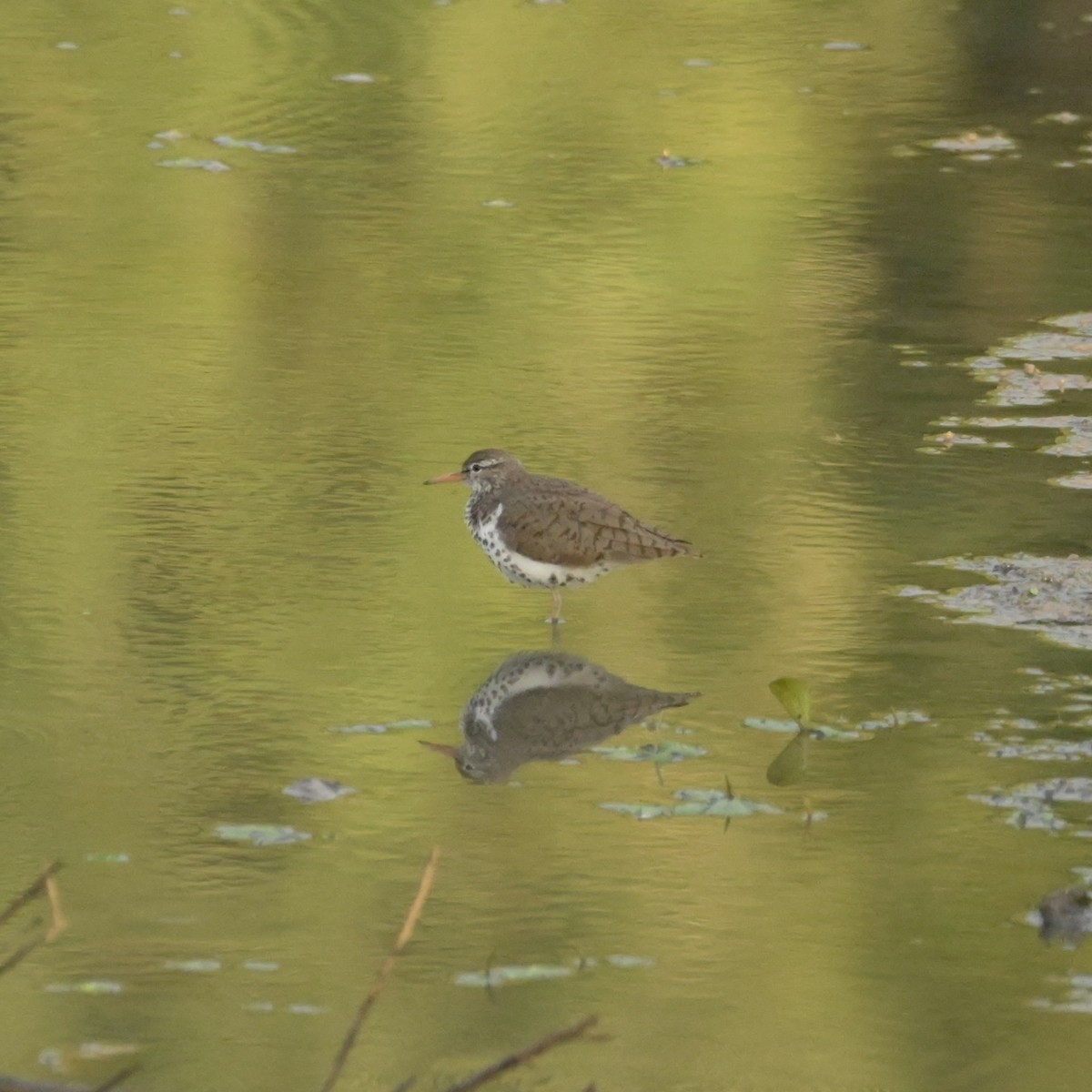 Spotted Sandpiper - ML620876562