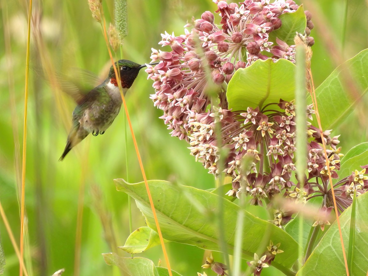 Colibri à gorge rubis - ML620876565