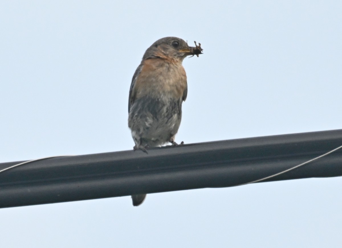 Eastern Bluebird - ML620876573