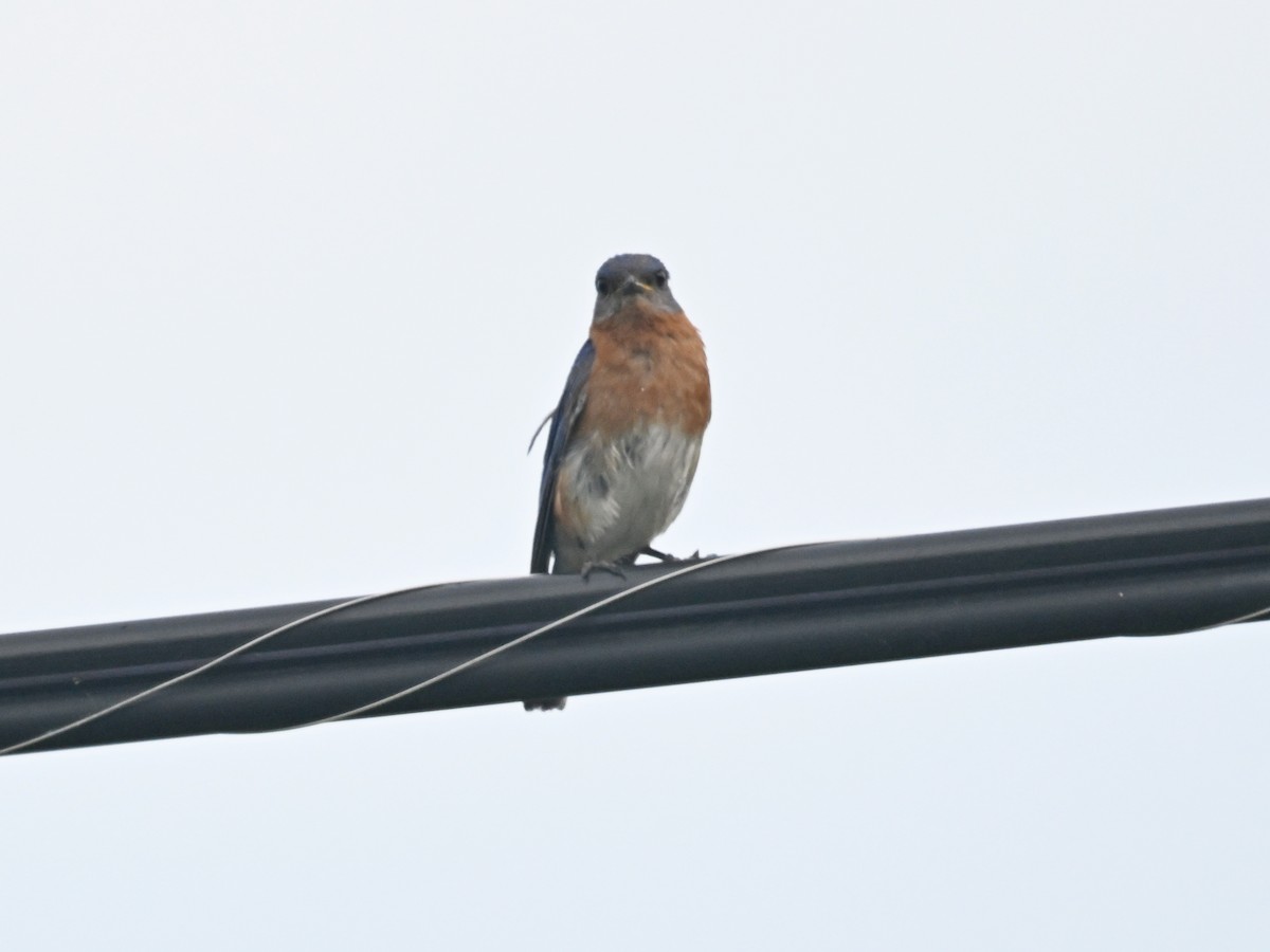 Eastern Bluebird - ML620876574