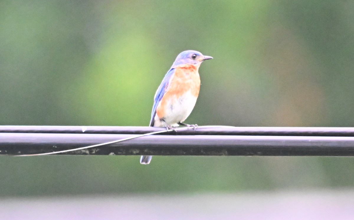 Eastern Bluebird - ML620876576