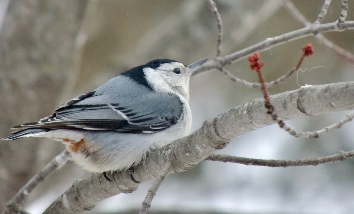 White-breasted Nuthatch - ML620876584