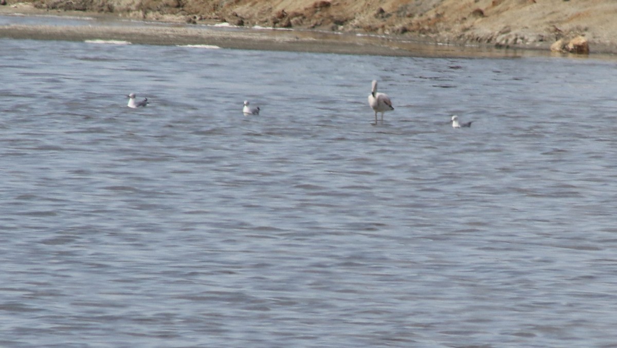 Chilean Flamingo - ML620876588