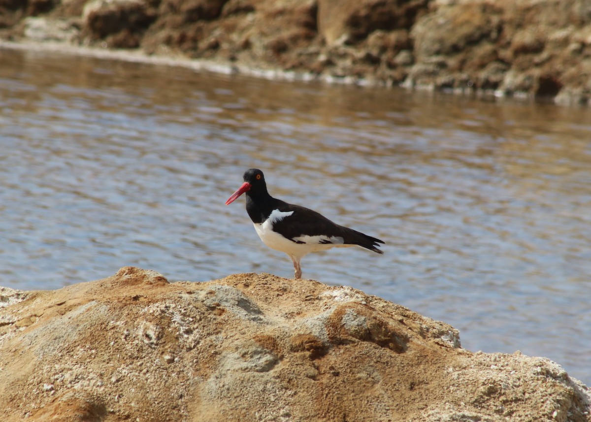 American Oystercatcher - ML620876591