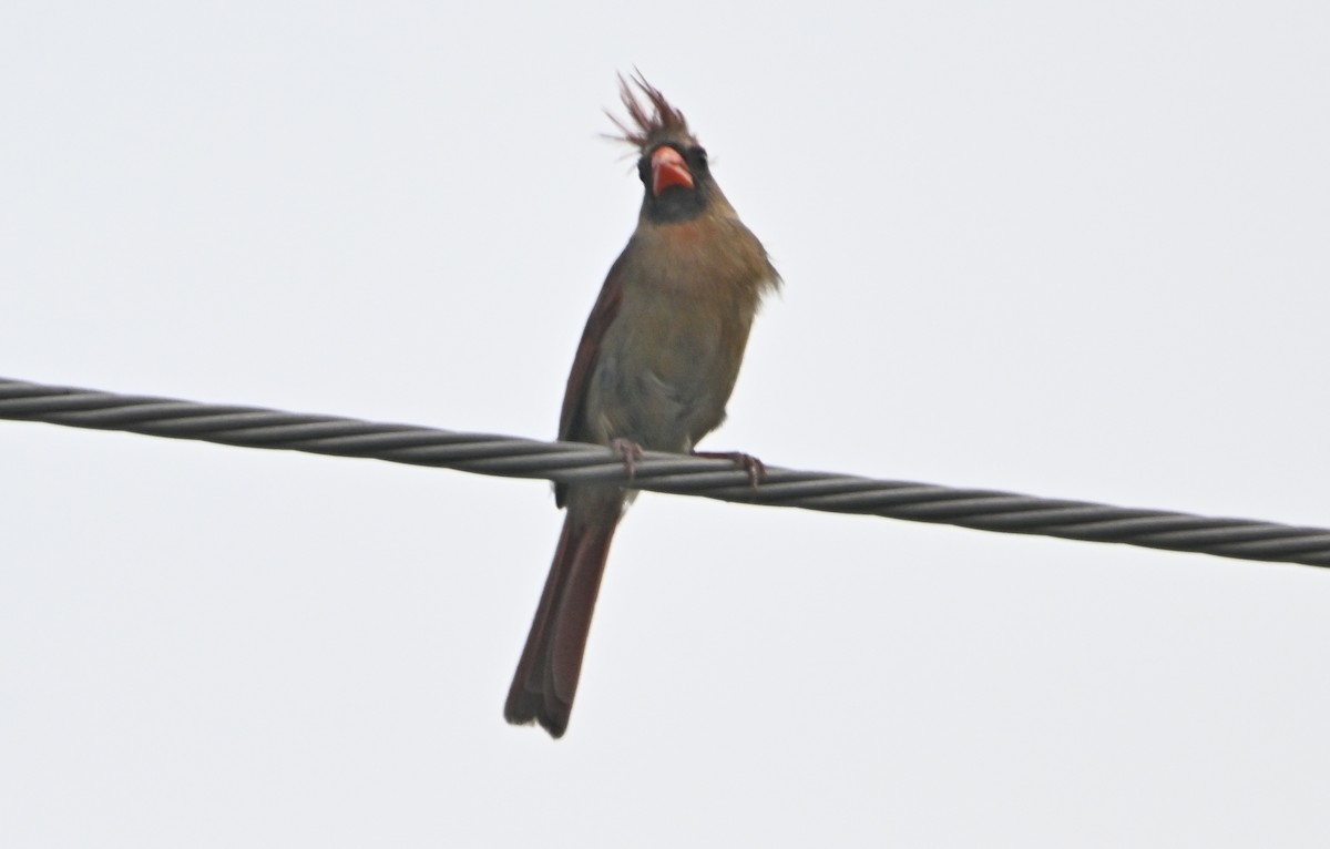 Northern Cardinal - James Bozeman