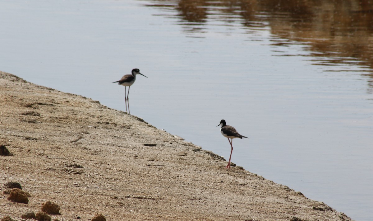 Black-necked Stilt - ML620876610