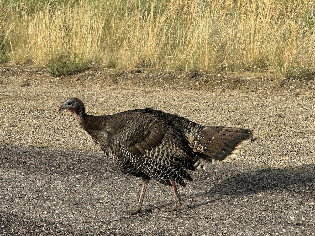 Wild Turkey - ML620876617