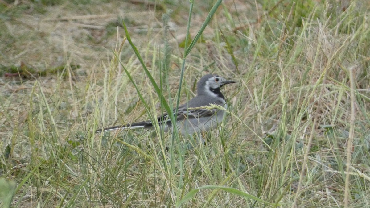 White Wagtail - ML620876653