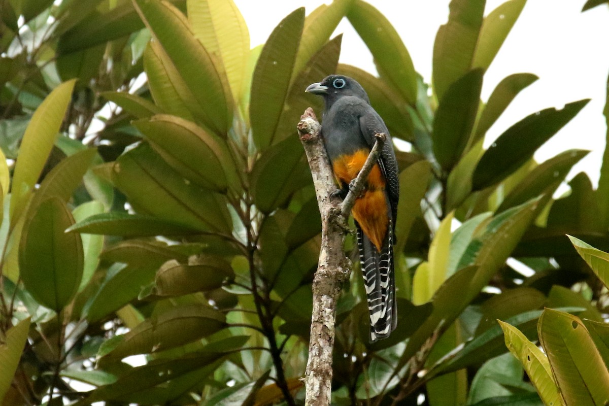 Ak Kuyruklu Trogon - ML620876710