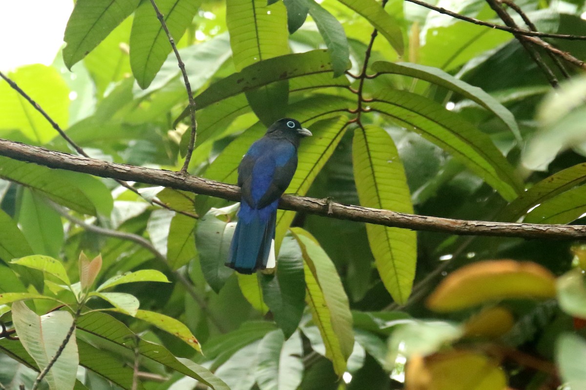 White-tailed Trogon - ML620876712