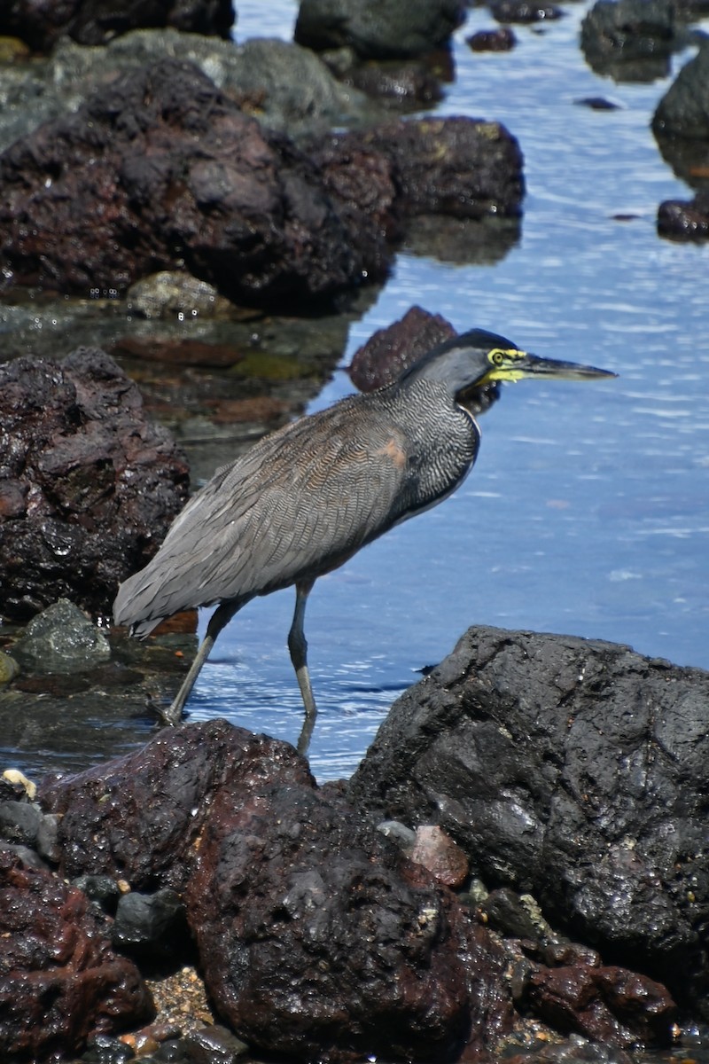 Bare-throated Tiger-Heron - ML620876738