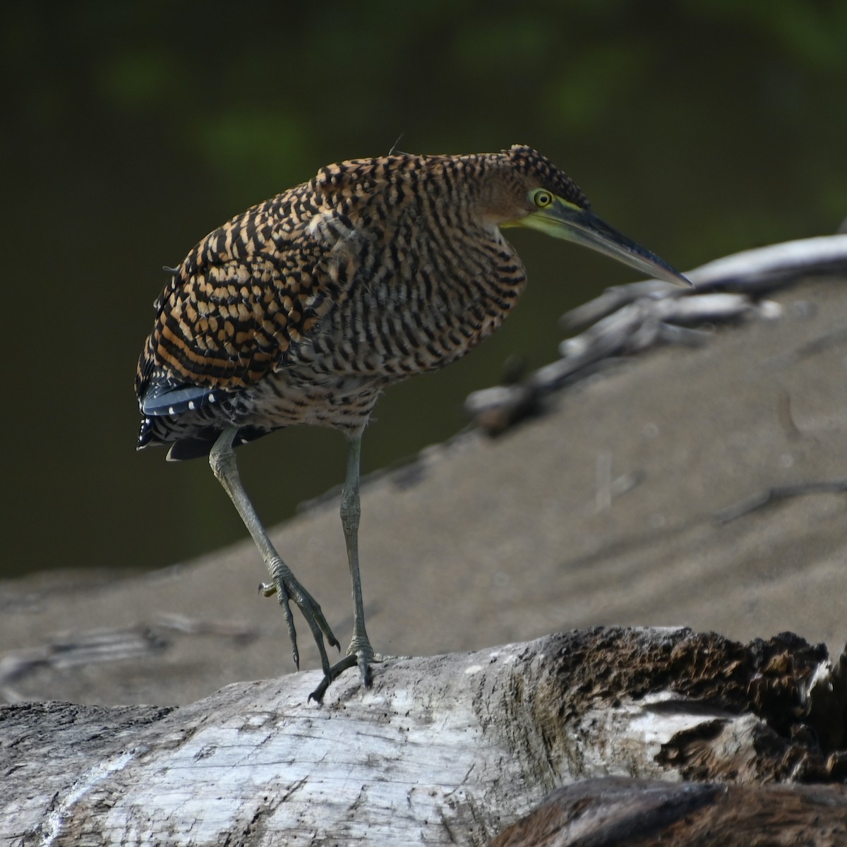 Bare-throated Tiger-Heron - ML620876739