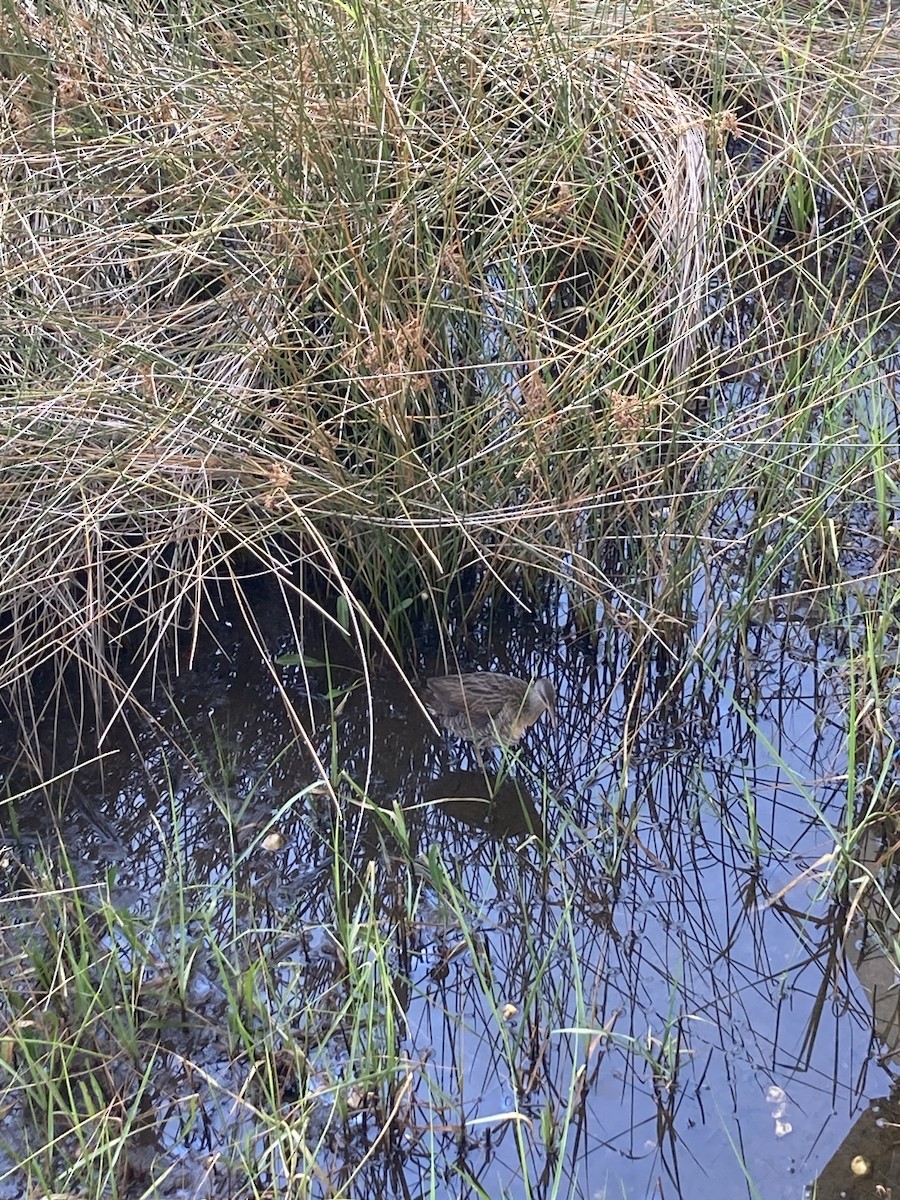 Clapper Rail - ML620876742