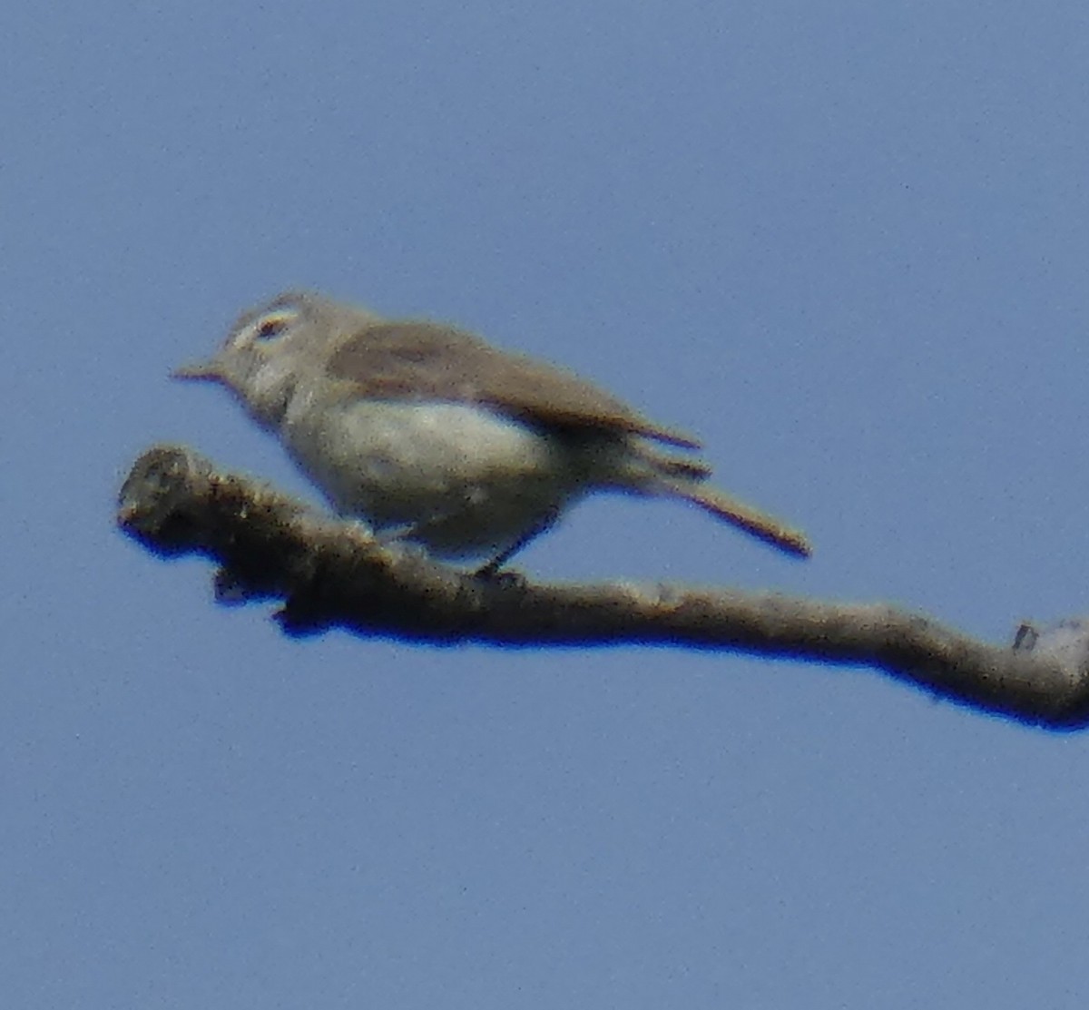 Warbling Vireo - ML620876743