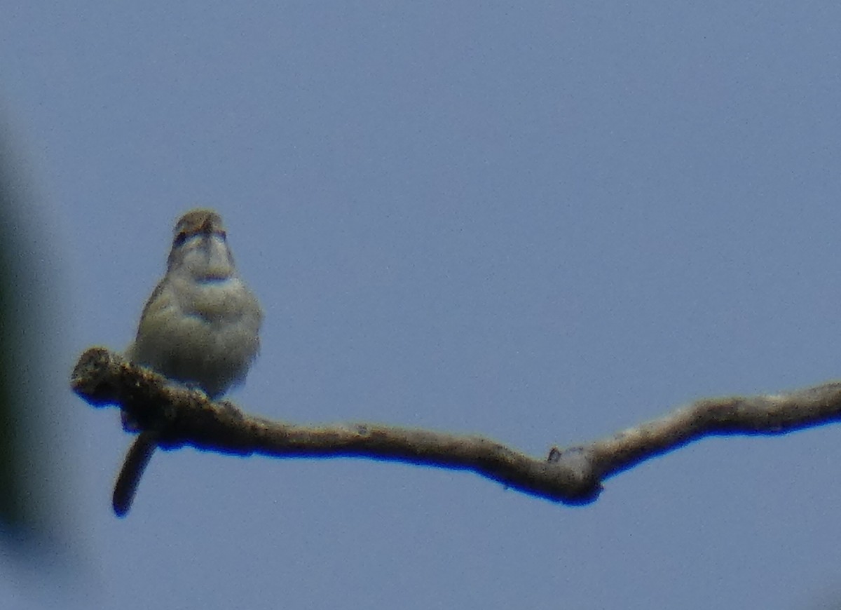 Warbling Vireo - ML620876744