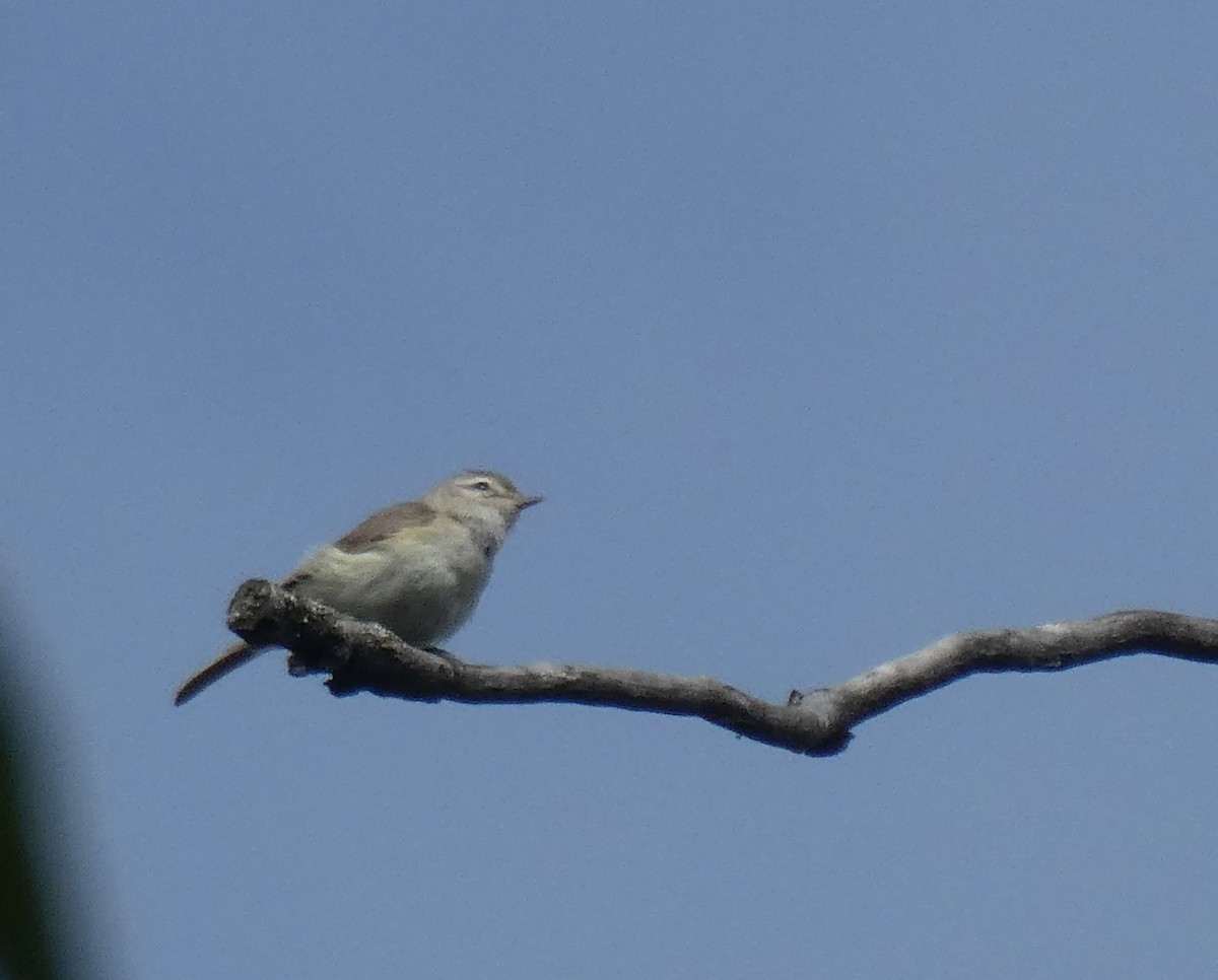 Warbling Vireo - ML620876745