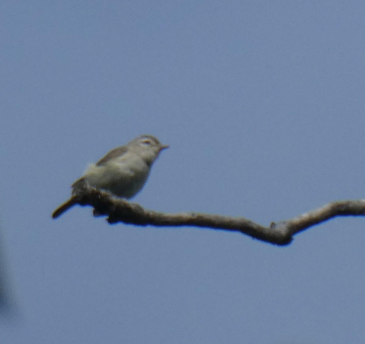 Warbling Vireo - Theodore Garver