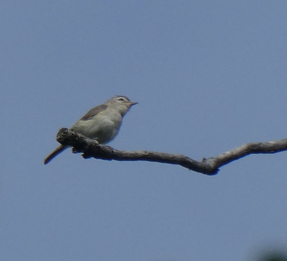 Ötücü Vireo - ML620876757