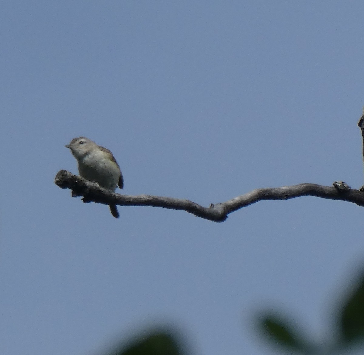 Ötücü Vireo - ML620876763