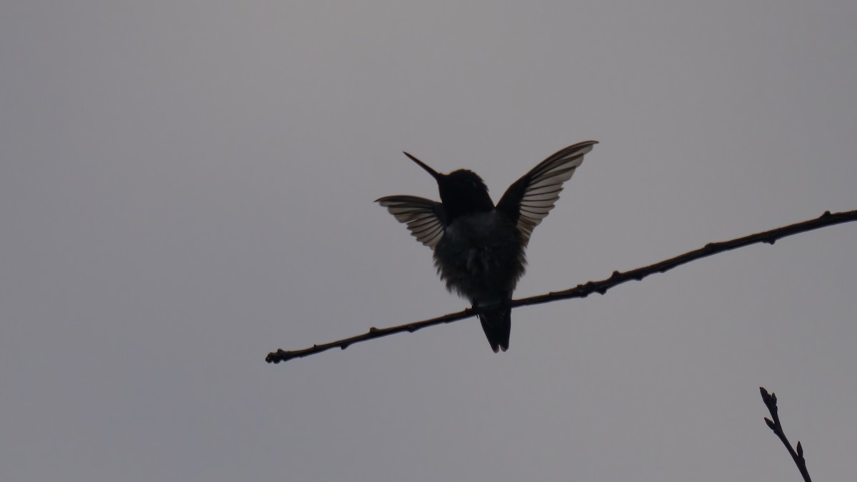 Colibri à gorge rubis - ML620876772