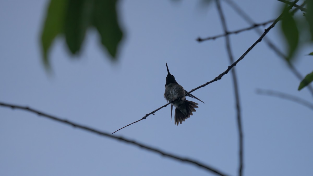 Ruby-throated Hummingbird - ML620876775