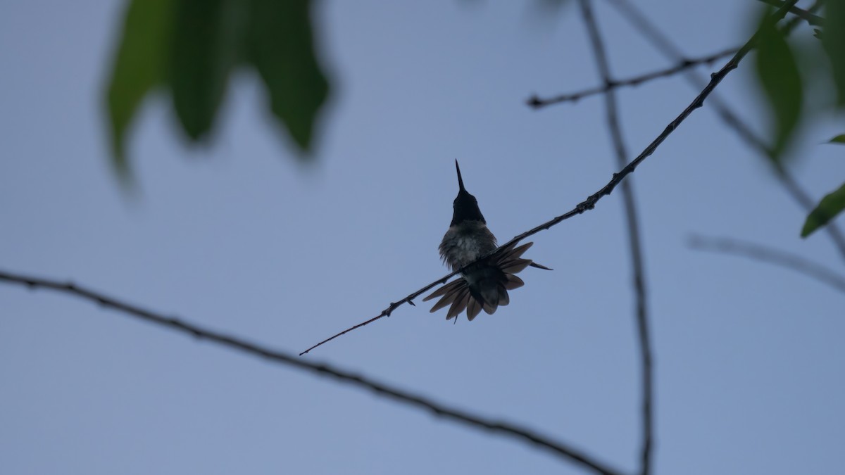 Colibri à gorge rubis - ML620876776