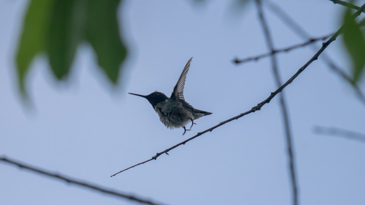 Ruby-throated Hummingbird - ML620876779