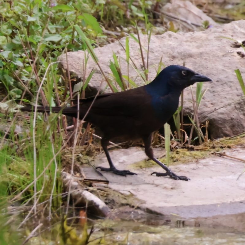 Common Grackle - ML620876781