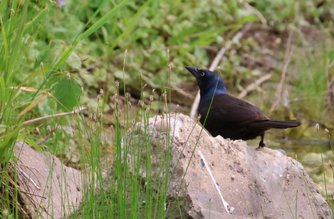 Common Grackle - ML620876782