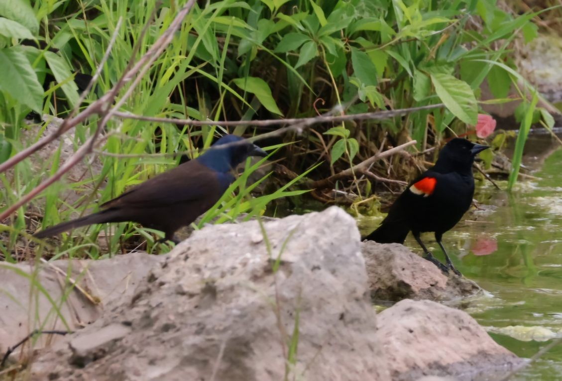 Common Grackle - ML620876783