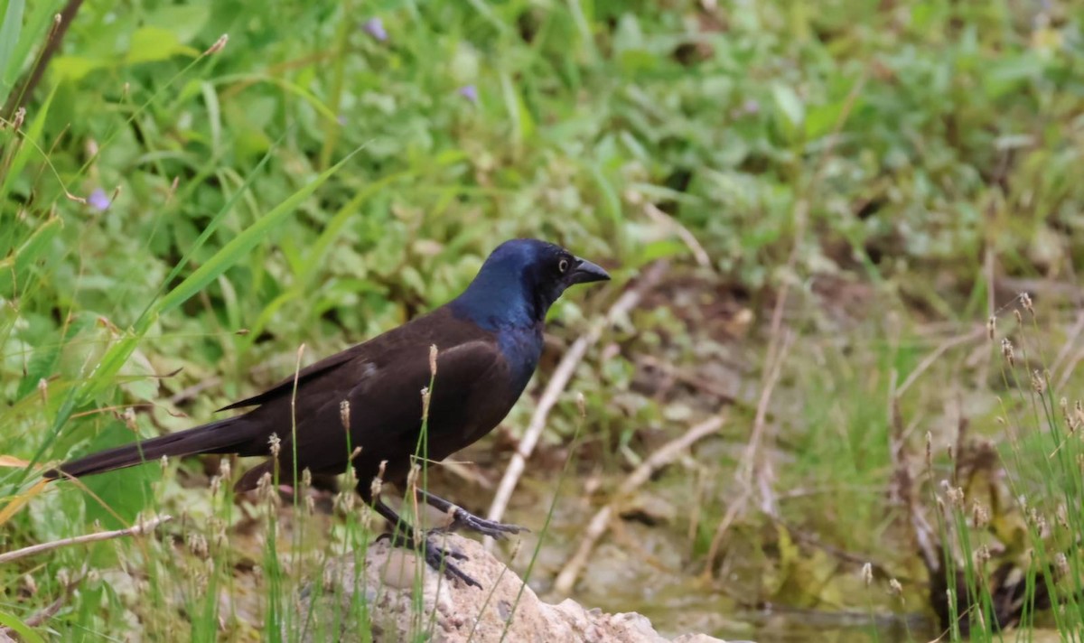 Common Grackle - ML620876784