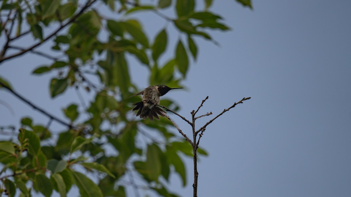 Ruby-throated Hummingbird - ML620876787