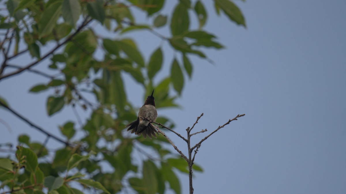 Ruby-throated Hummingbird - Tianshuo Wang