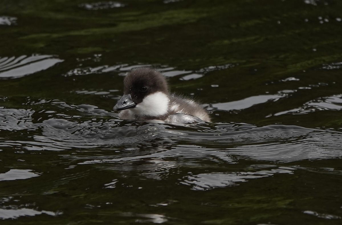 Barrow's Goldeneye - ML620876795