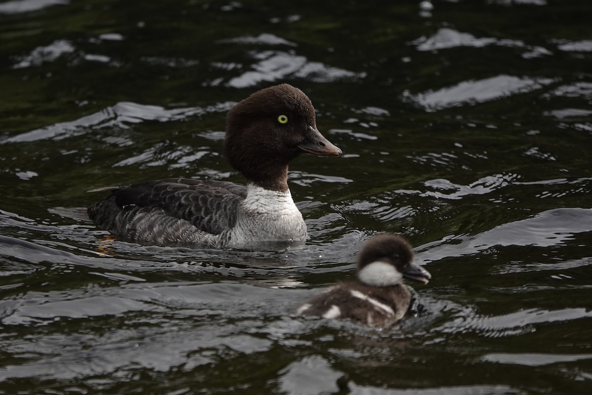 Barrow's Goldeneye - ML620876797