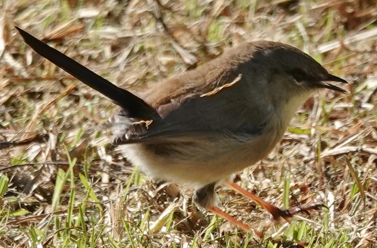 Superb Fairywren - ML620876799