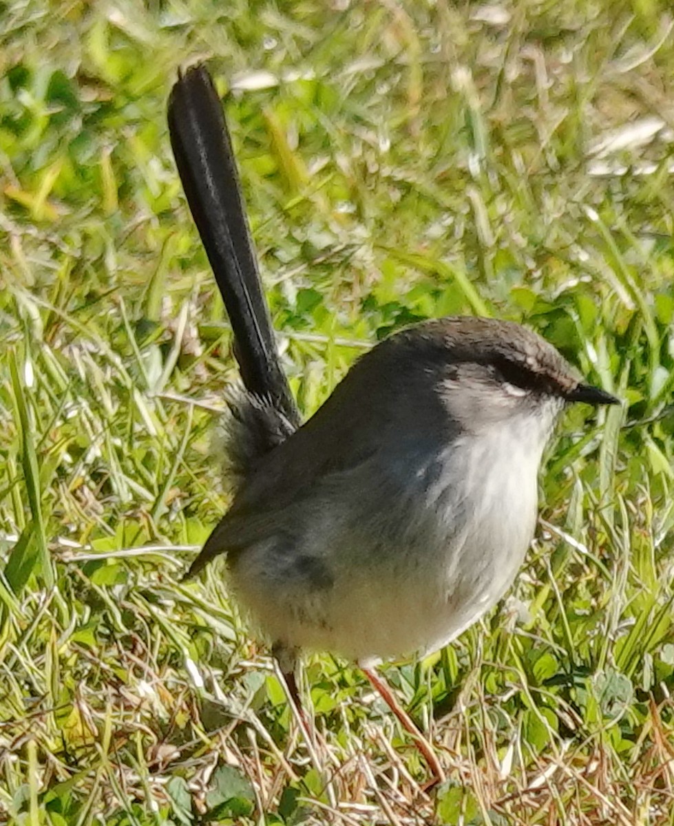 Superb Fairywren - ML620876800