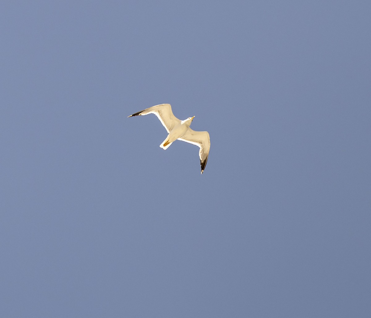 Yellow-legged Gull - ML620876814