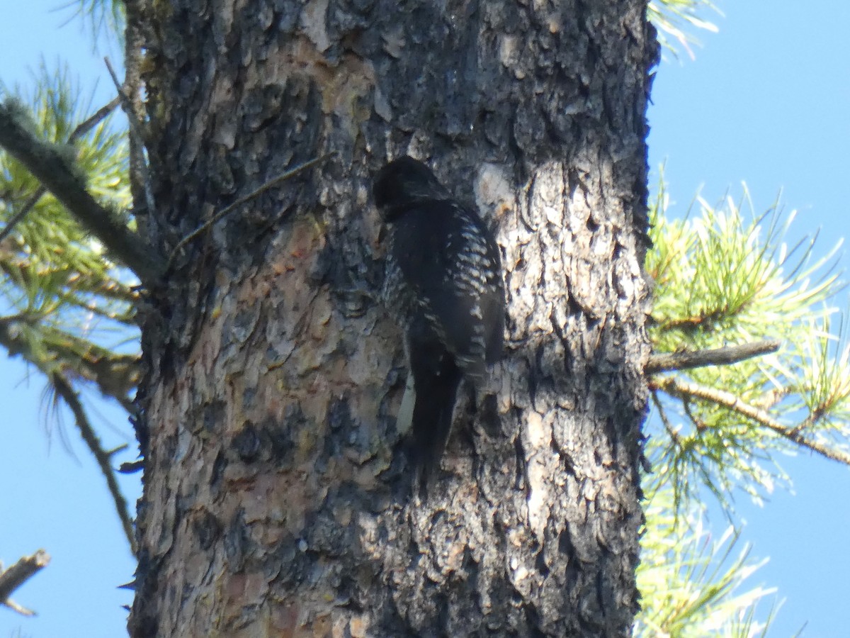 American Three-toed Woodpecker - ML620876816