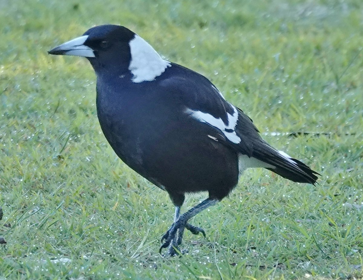 Australian Magpie (Black-backed) - ML620876818