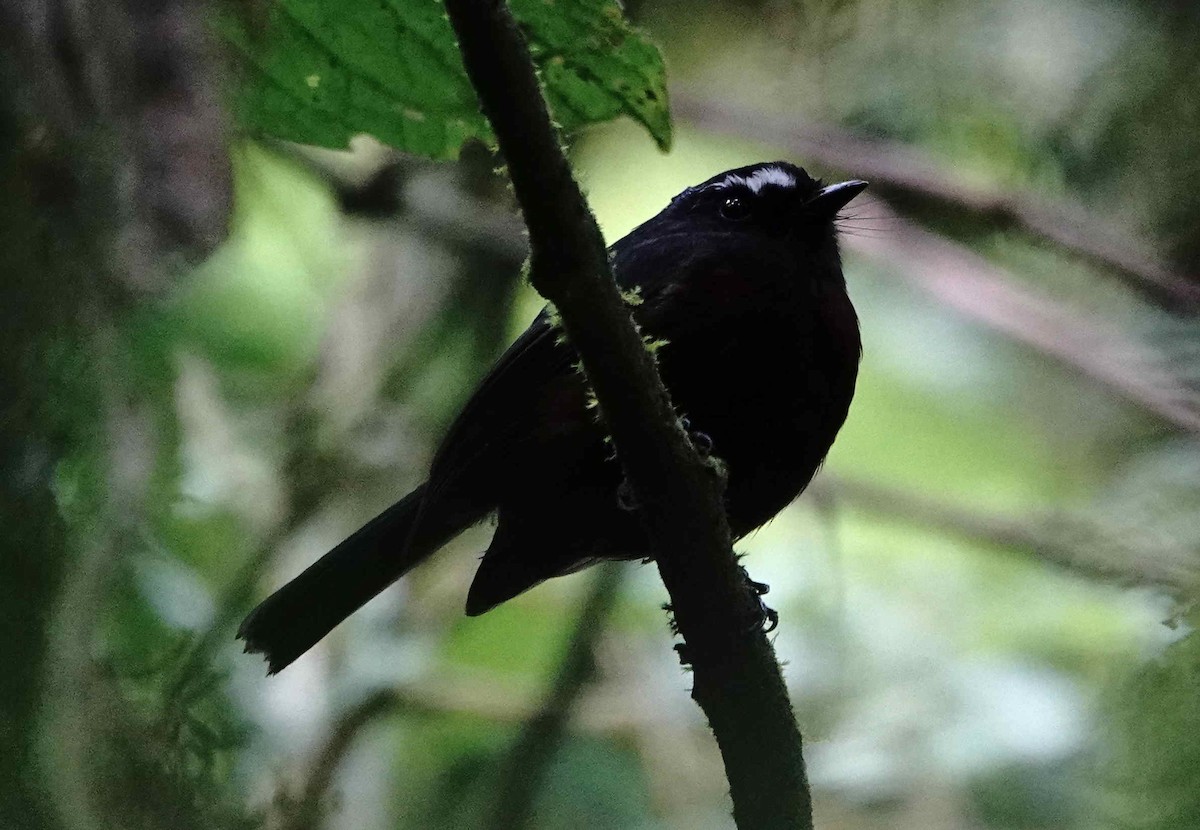 Chestnut-bellied Chat-Tyrant - ML620876824