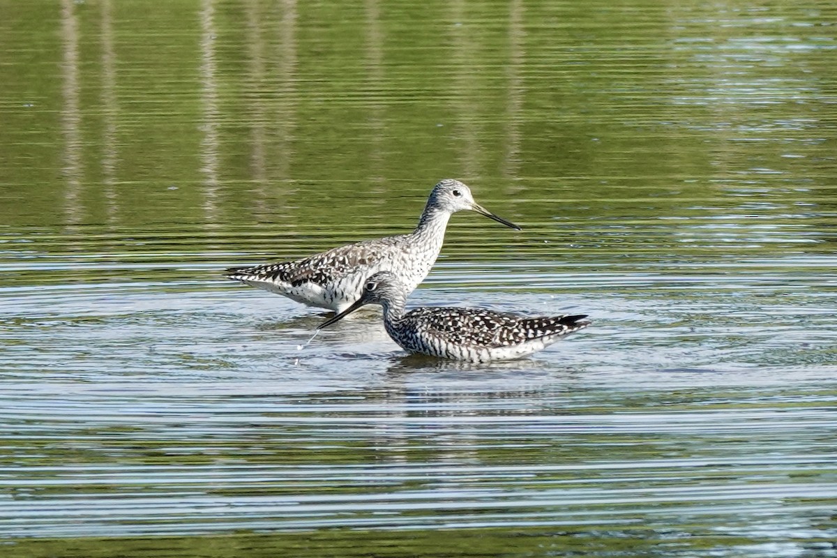 Greater Yellowlegs - ML620876830