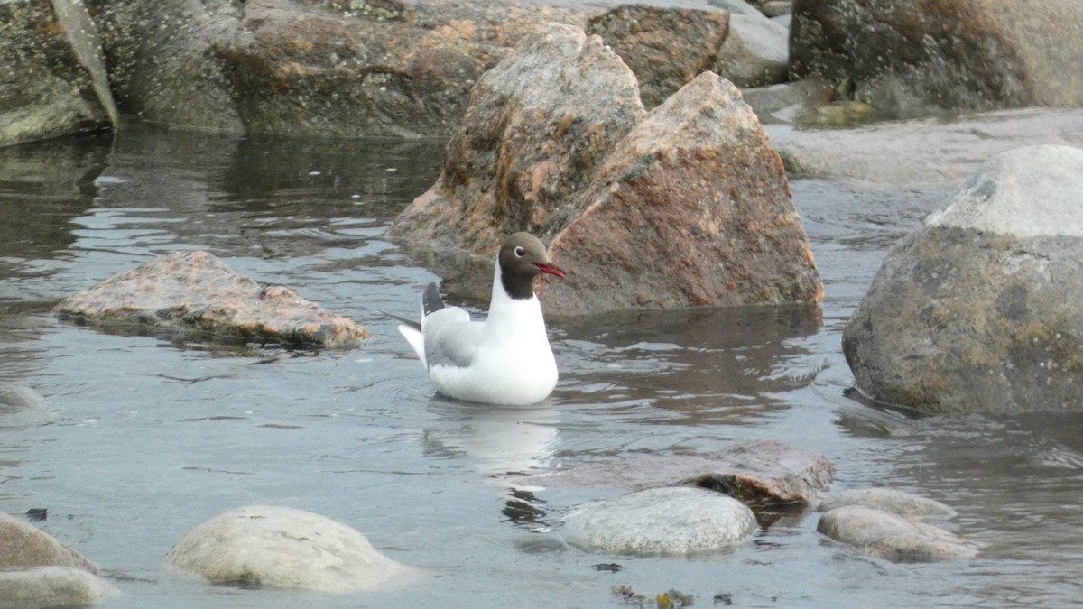 Black-headed Gull - ML620876832