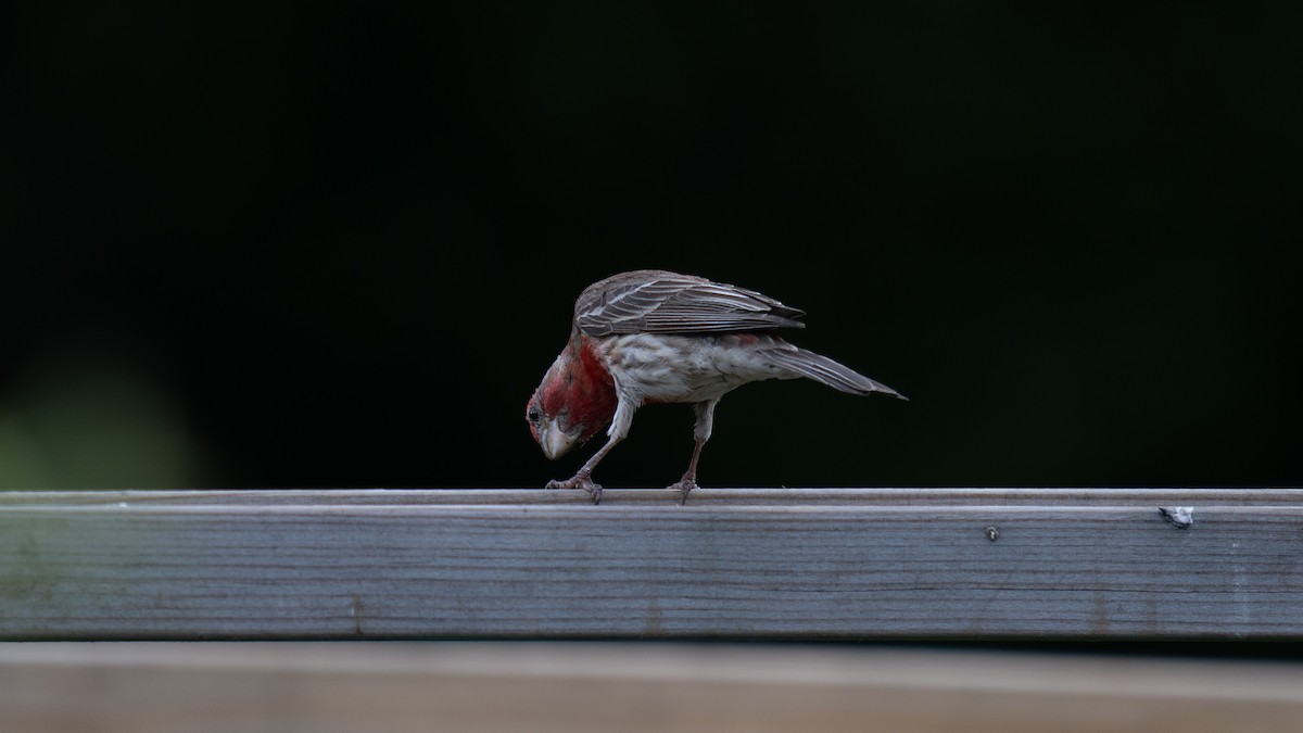 House Finch - ML620876833