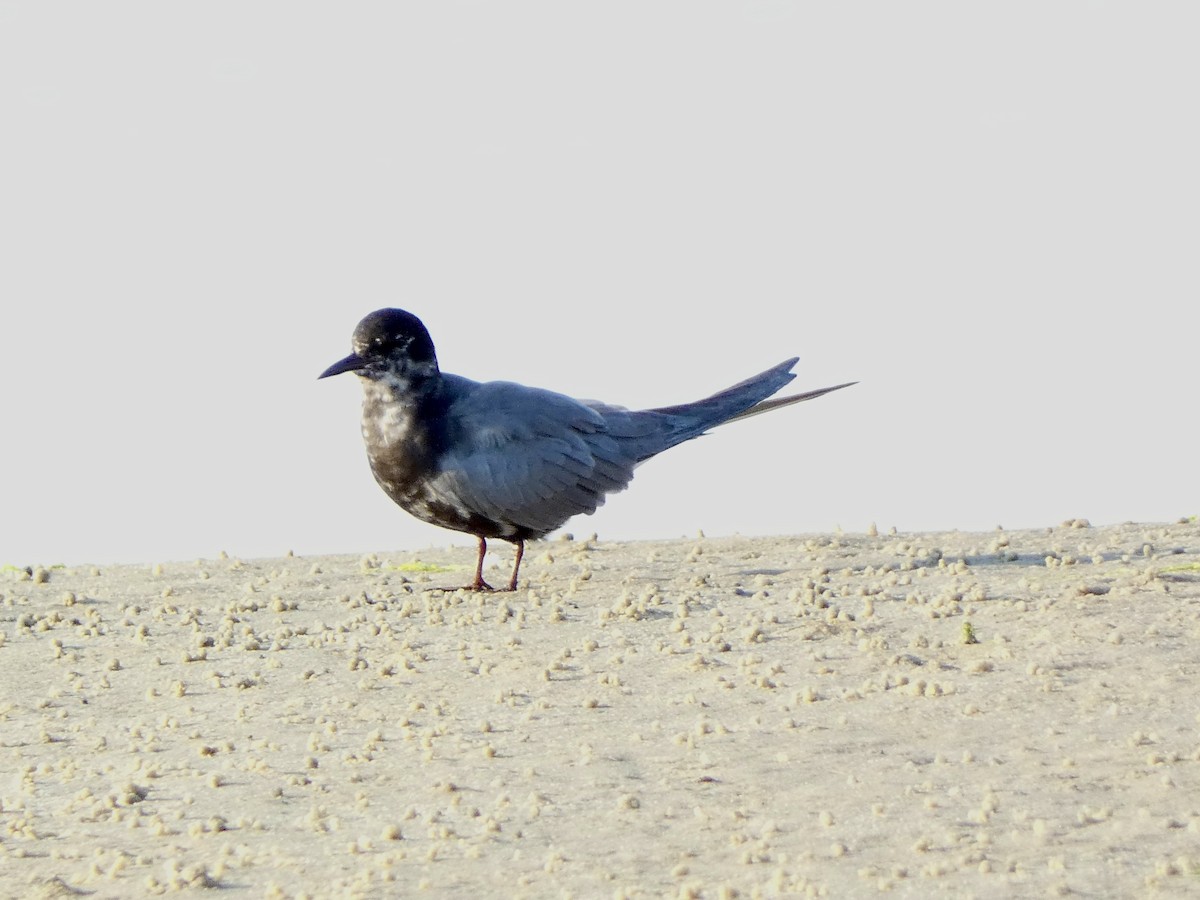 Black Tern - ML620876840