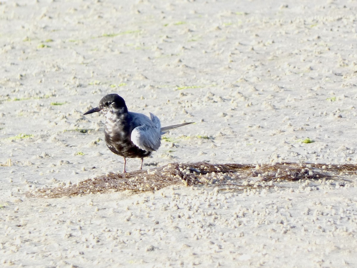 Black Tern - Keith Jaret Klein