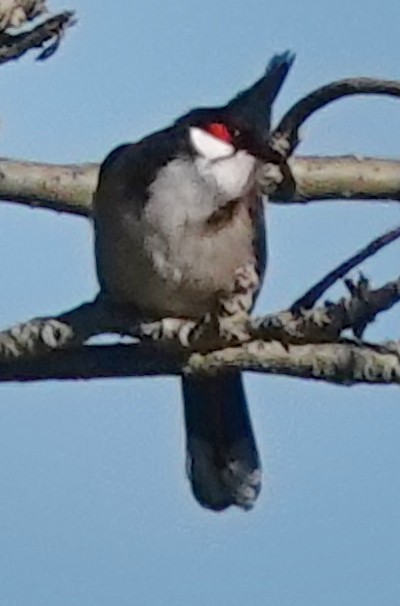 Red-whiskered Bulbul - ML620876847