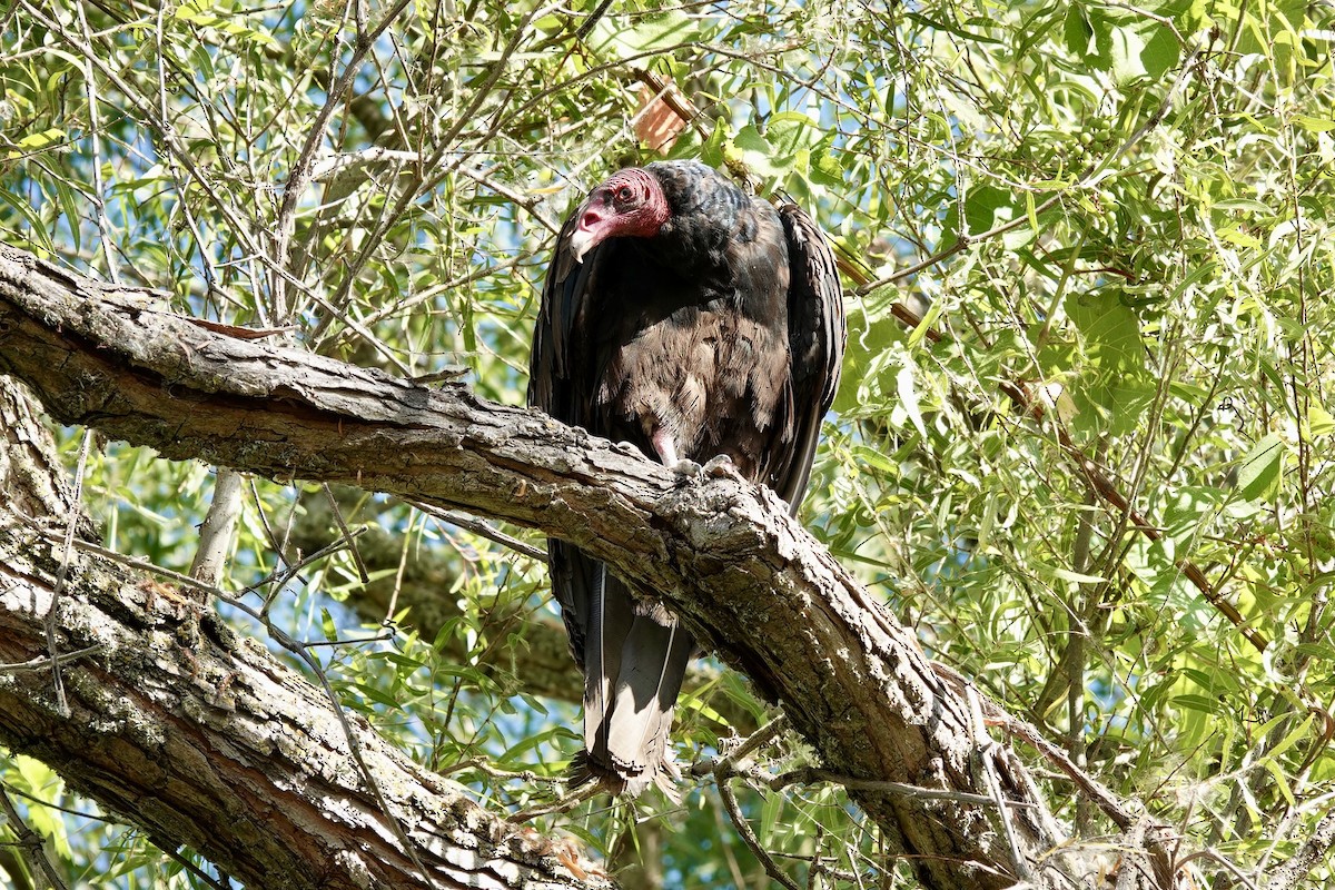 Turkey Vulture - ML620876851