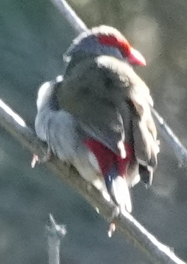 Red-browed Firetail - ML620876854